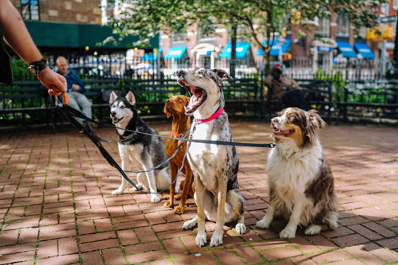 Pet Apparel & Accessories