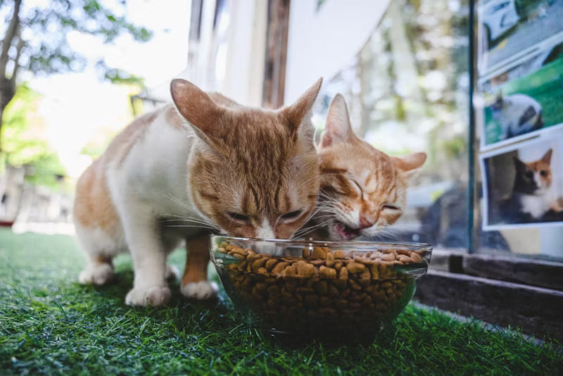 Feeding & Dining