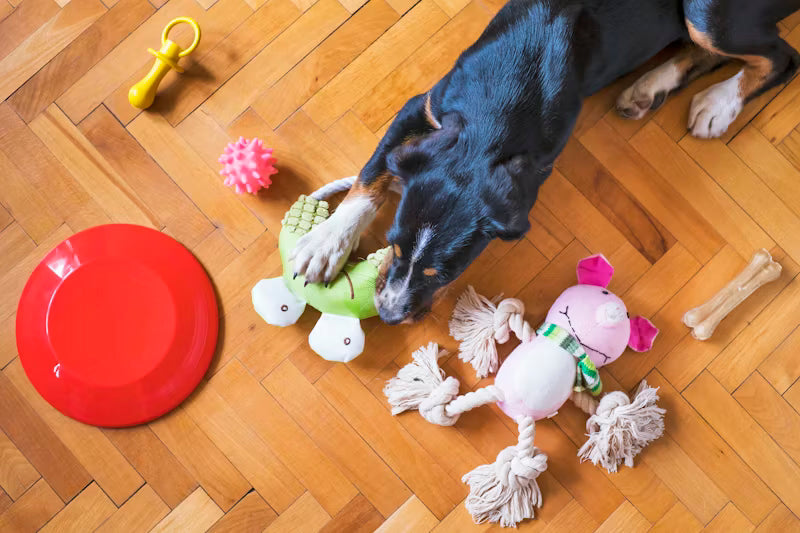 Pet Supplies & Toys